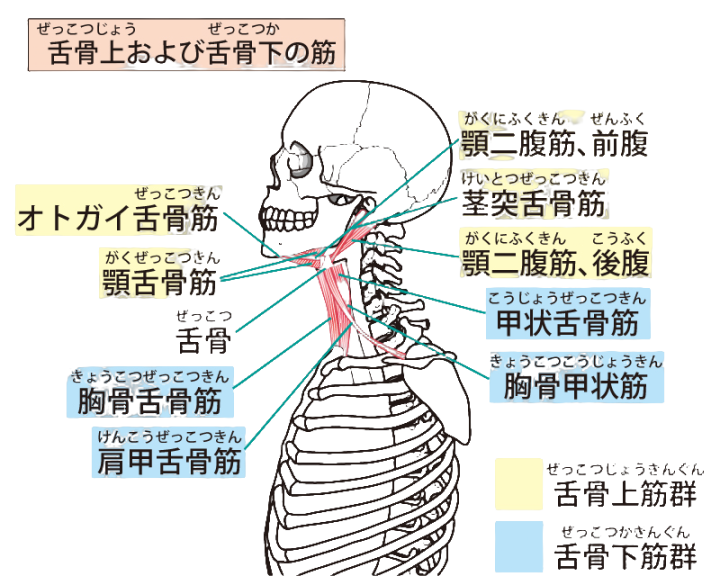 喉のまわりの細かい筋肉（舌骨筋）の図解